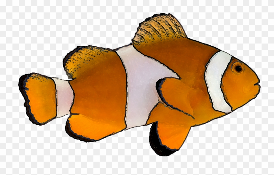 Free Tropical Fish Clip Art - Clown Fish White Background - Png Download