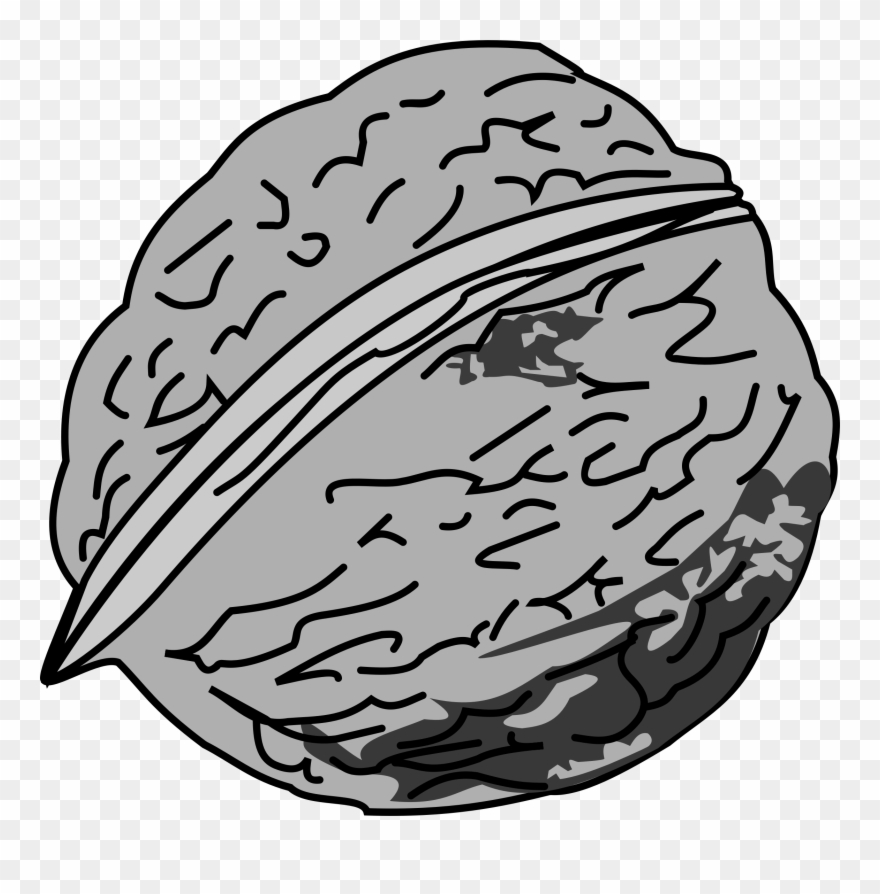 Walnut Clipart Black And White - Png Download