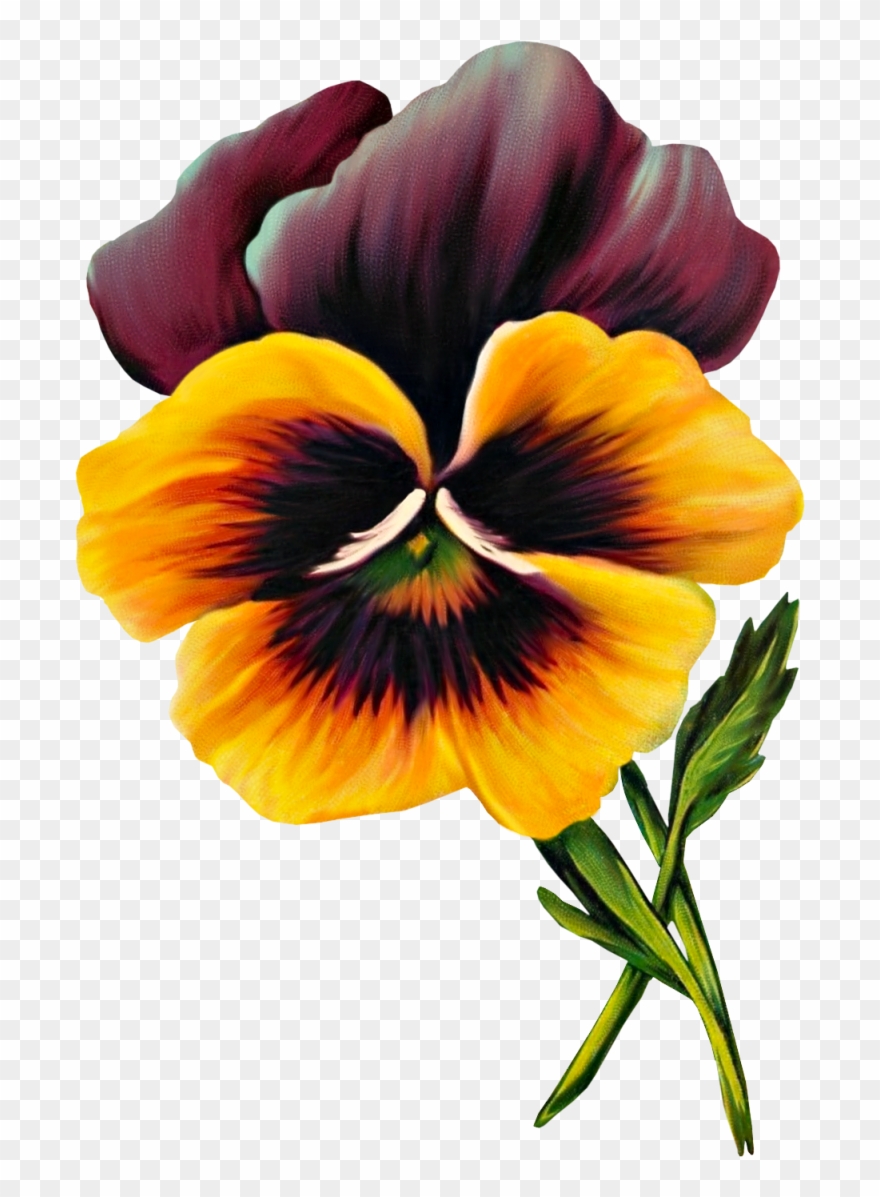 Free Vintage Pansy Graphic - Clip Art - Png Download