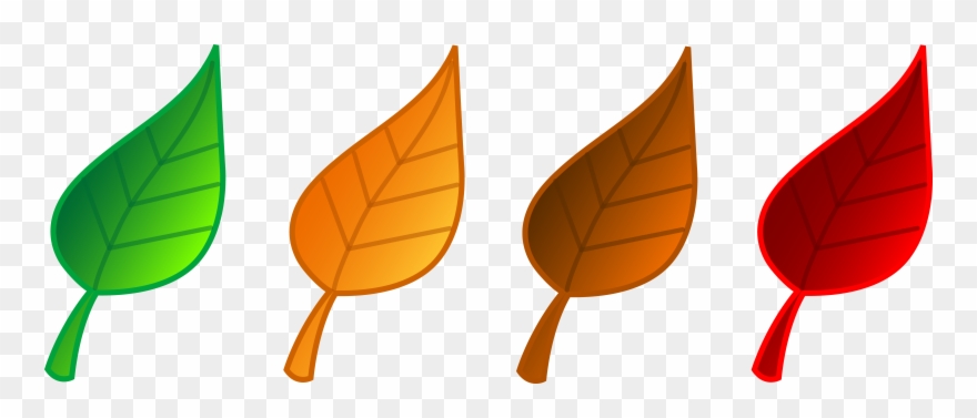Set Of Four Tree Leaves - Leaf Cartoon Clip Art - Png Download