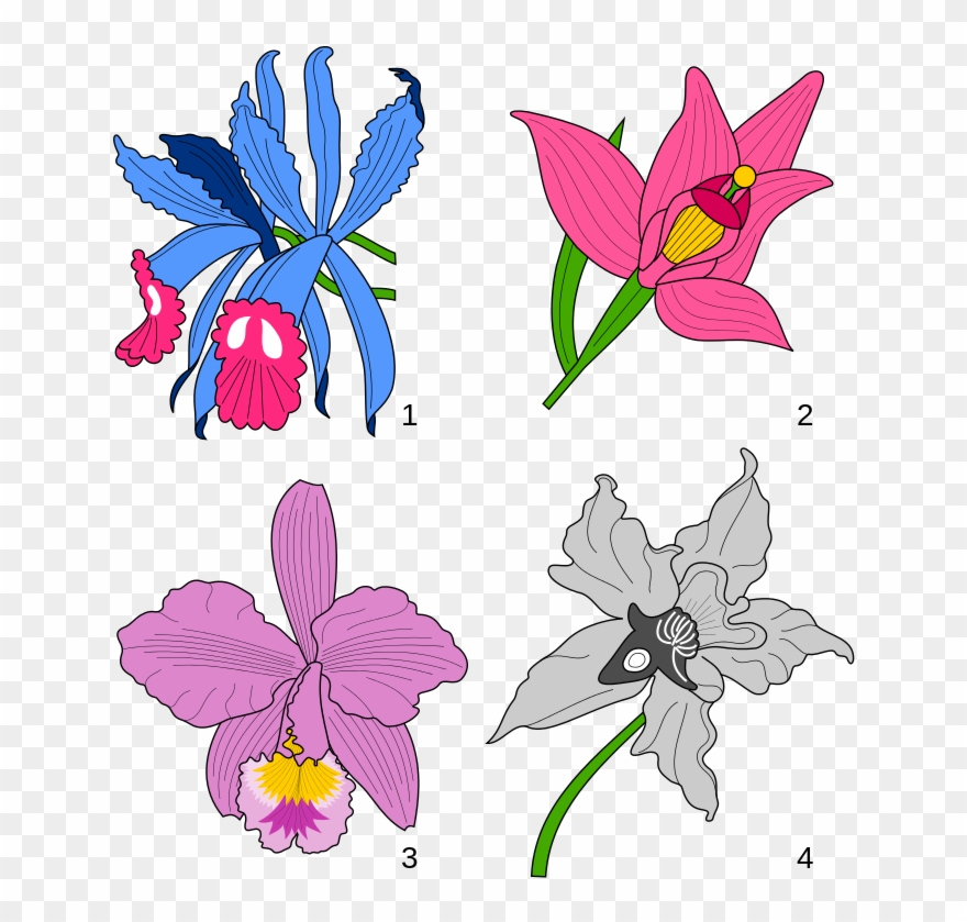 File - Orchids Heraldry - Svg - Wikimedia Commons - Orchid Cattleya Trianae Graphic Clipart