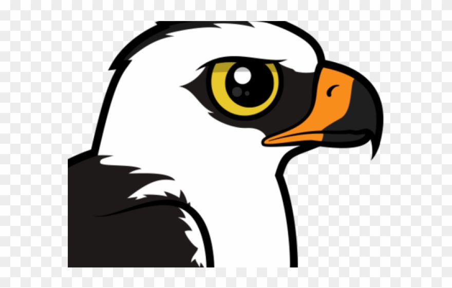 South America Clipart Tropical Bird - Black-and-white Hawk-eagle - Png Download