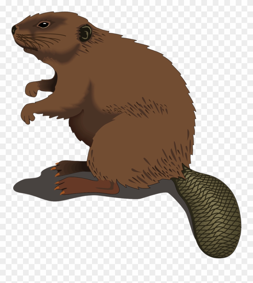 Beaver - Beaver Clipart Png Transparent Png