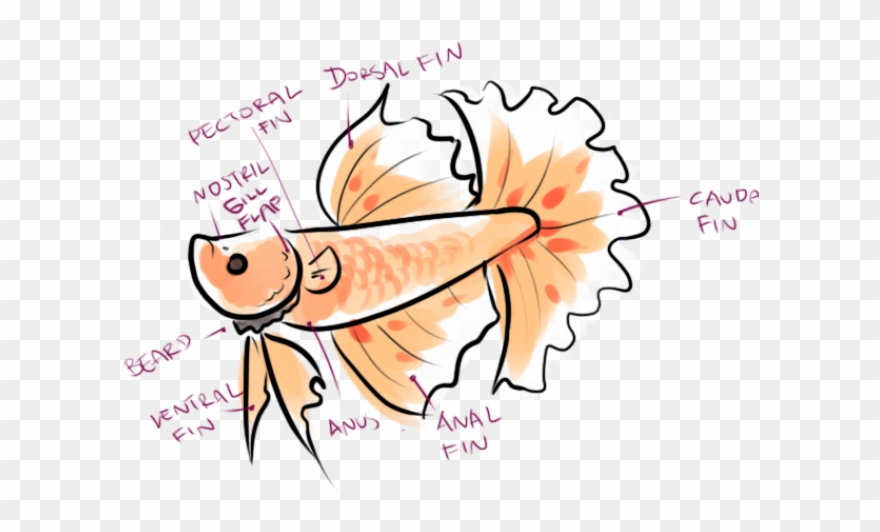 Tropical Fish Clipart Betta Fish - Seachem Betta Basics - Png Download