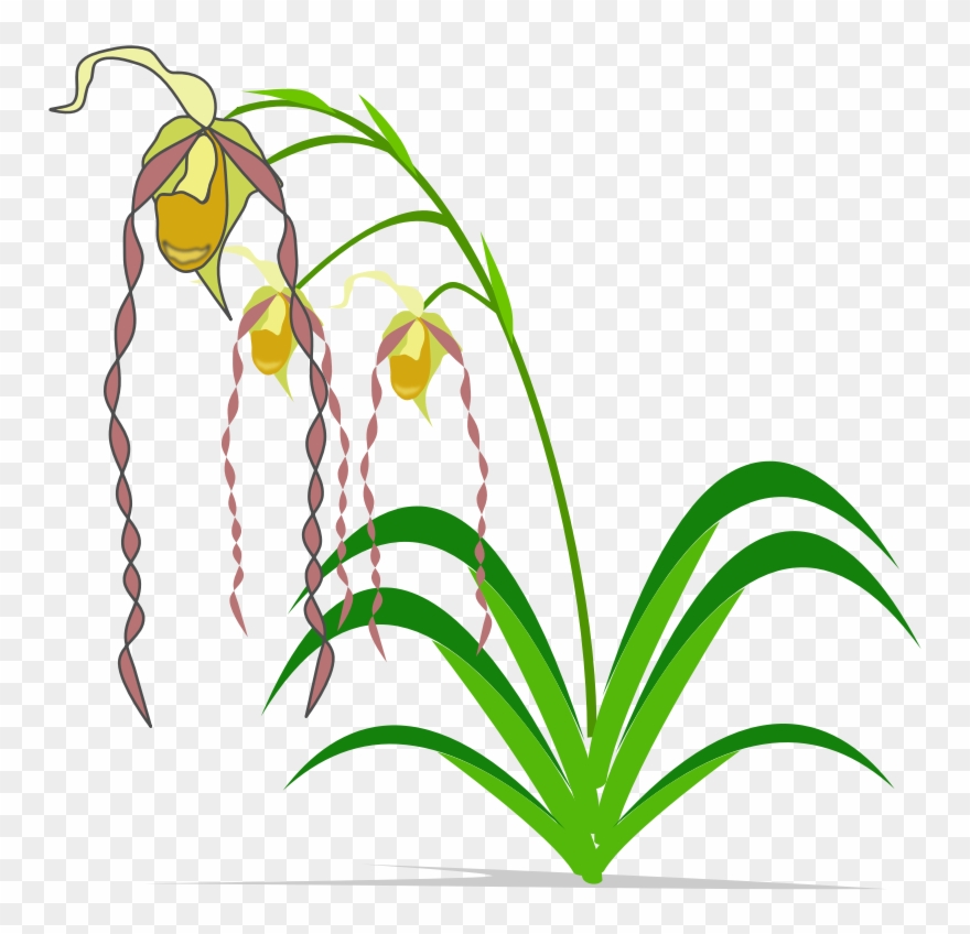 Clipart - Phragmipedium - Spectacular Orchids: The Basics Of Growing Your Own - Png Download