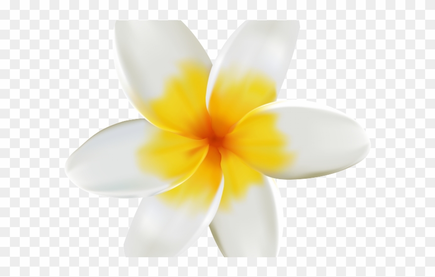 Yellow Flower Clipart Tropical - Frangipani - Png Download