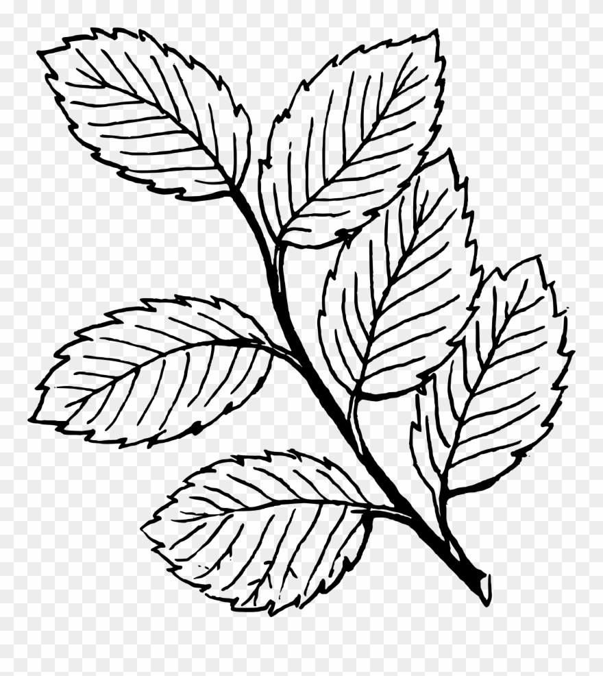 Leaf Cliparts Brach - Leaves Black And White - Png Download