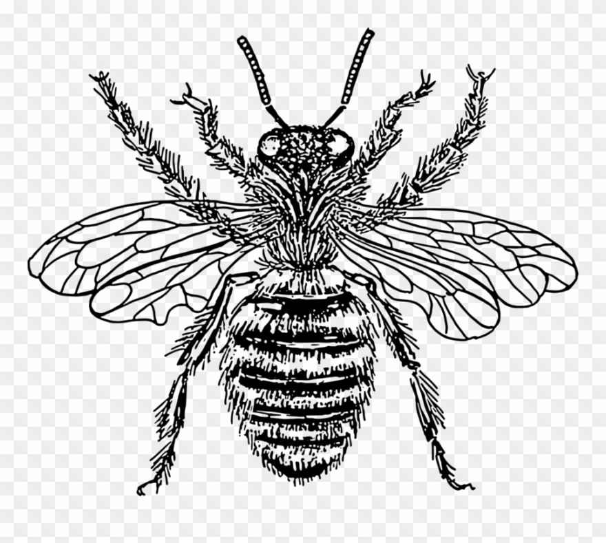 Western Honey Bee Insect Drawing Line Art - Diagram Of Queen Honey Bee Clipart