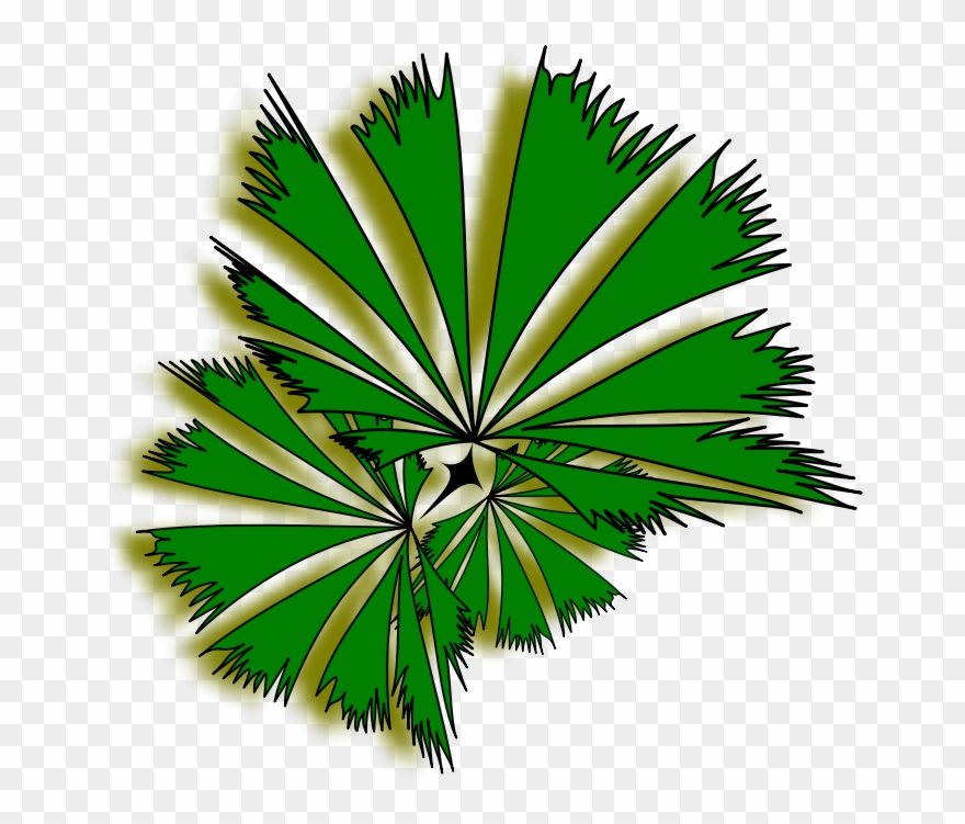 Palm Raphis 01a - Clip Art - Png Download