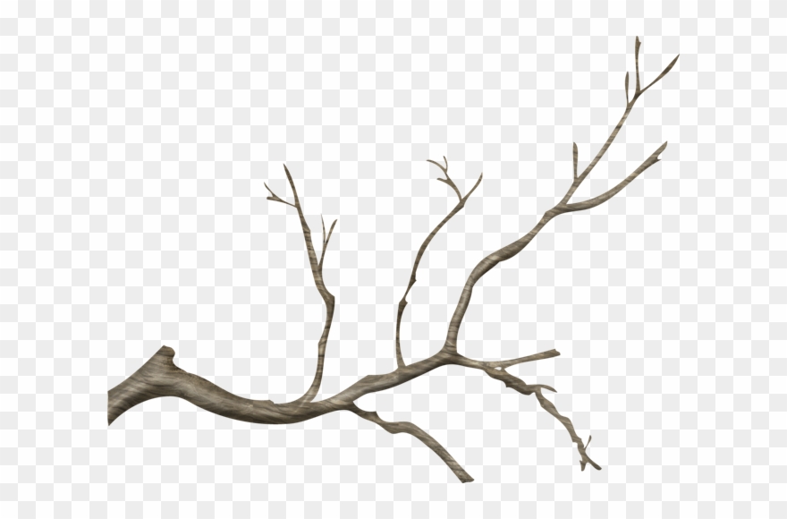 Jpg Free Stock Branch Transparent Tree Limb Real Tree Branch Png