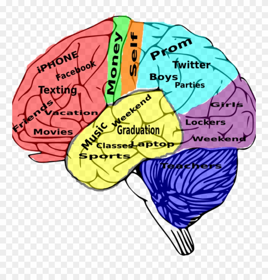High School On The Brain Clip Art - Brain Model High School - Png Download