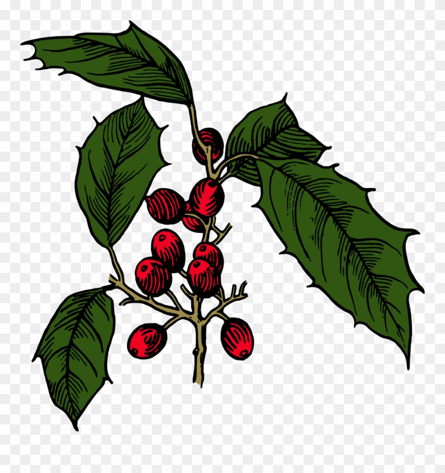 Holly Shrub Branch Evergreen Tree - Holly Clipart