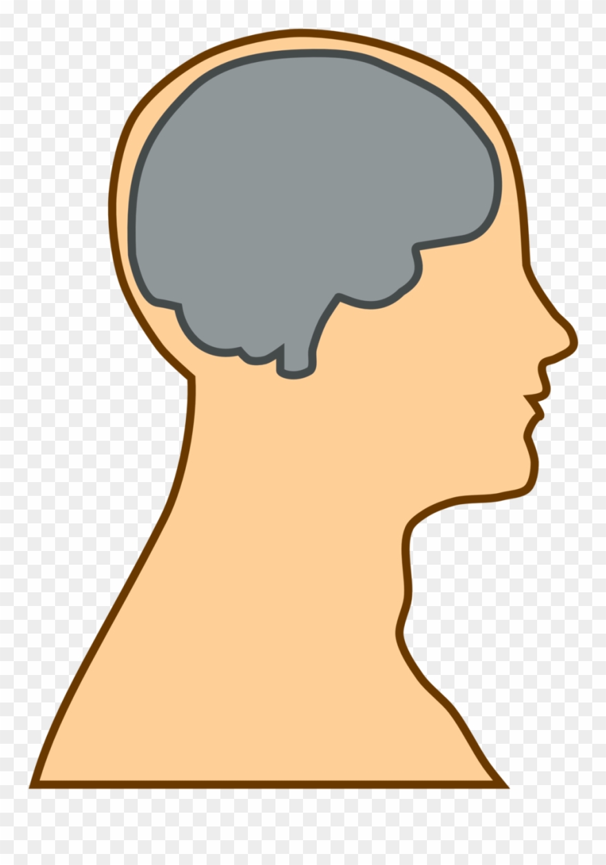Anatomy - Thalamus And Frontal Lobe Clipart