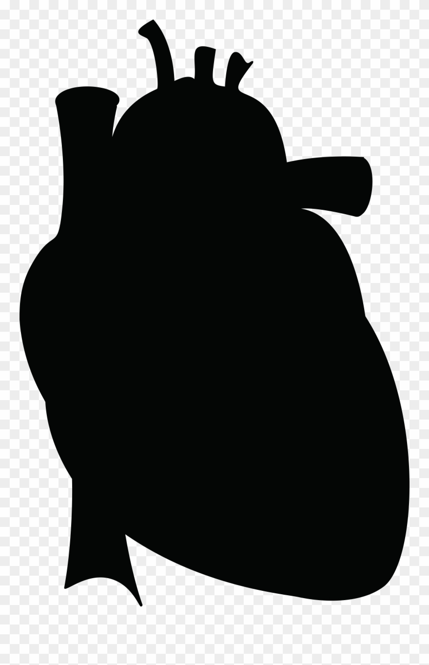 Anatomy Clipart Real Heart - Human Heart Silhouette Png Transparent Png