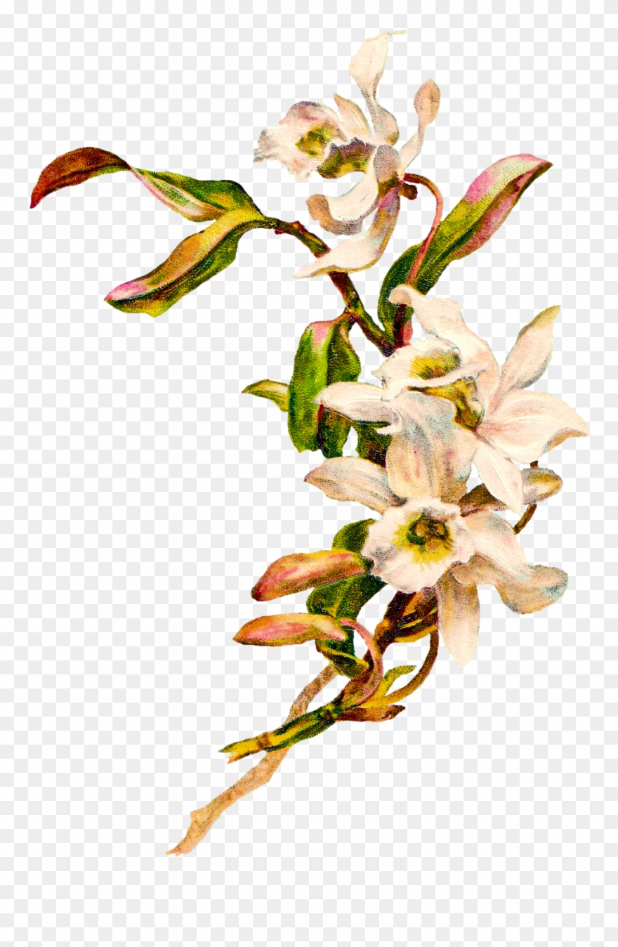 Clipart Info - Png Download