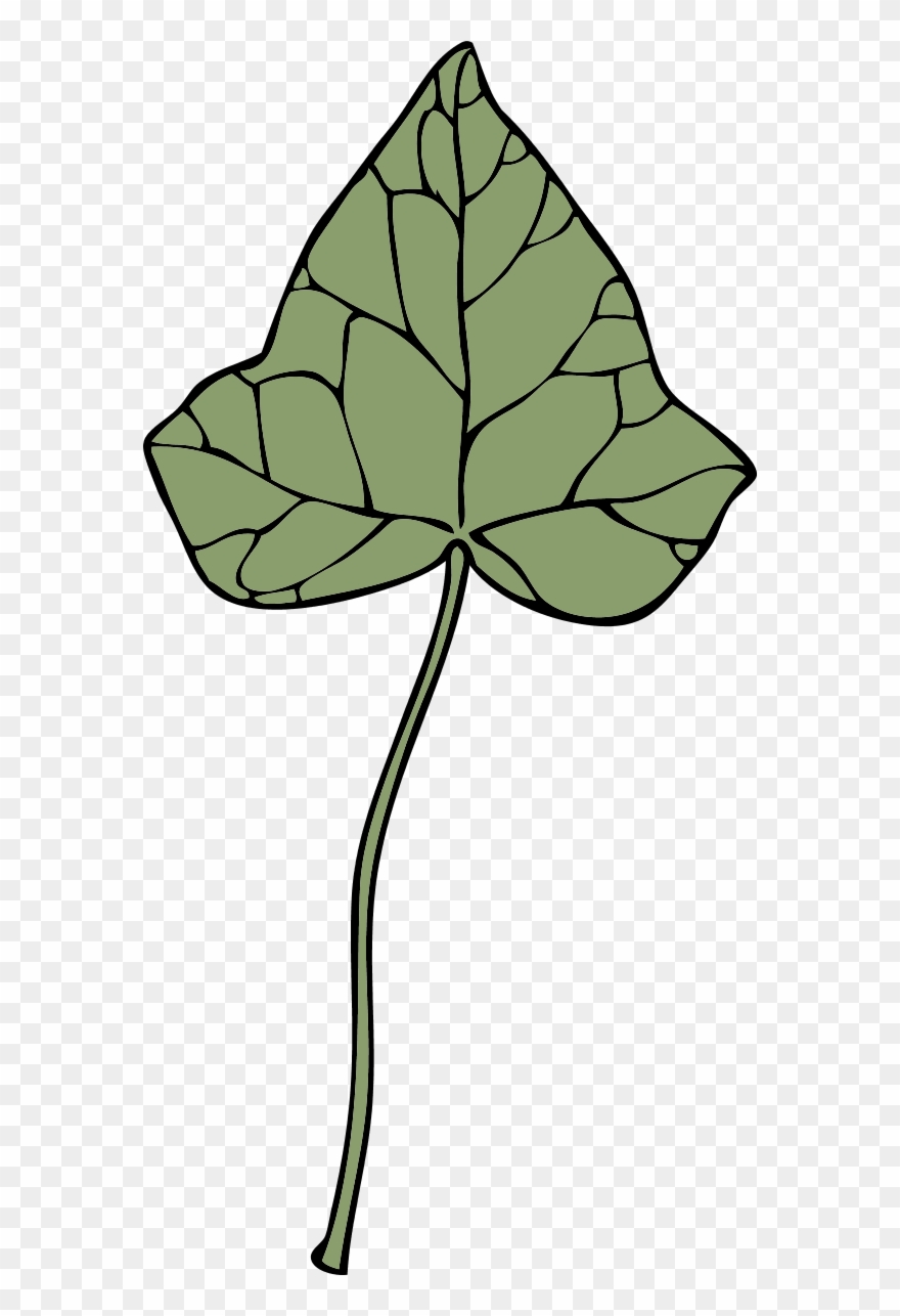 Ivy Leaf - Clip Art - Png Download