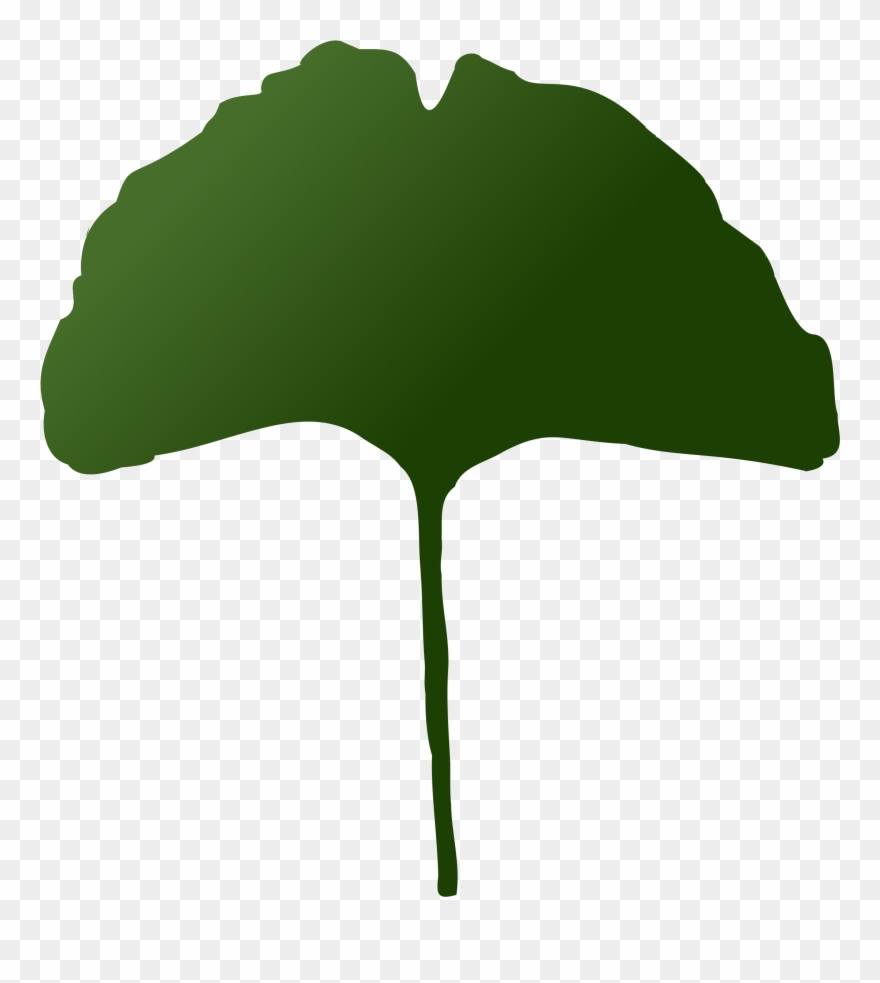 All Photo Png Clipart - Maidenhair Tree Transparent Png