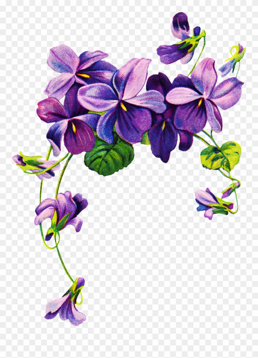 Violet Flower Drawing Clipart
