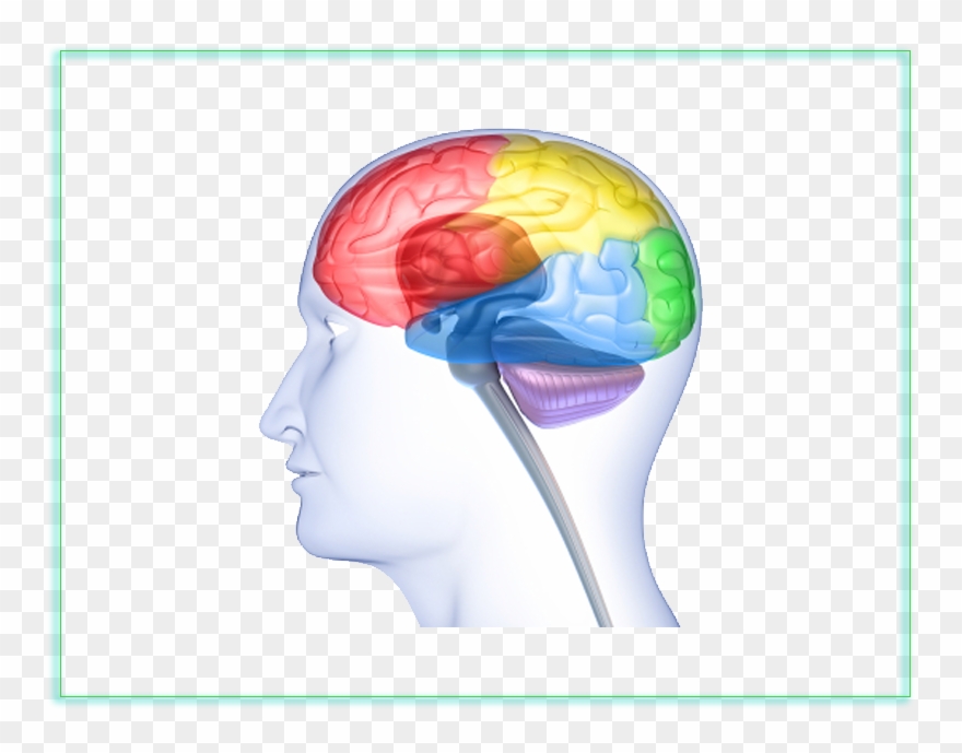 Download Neuroscience Clipart Neuroscience Neurology - Google In Our Brains - Png Download