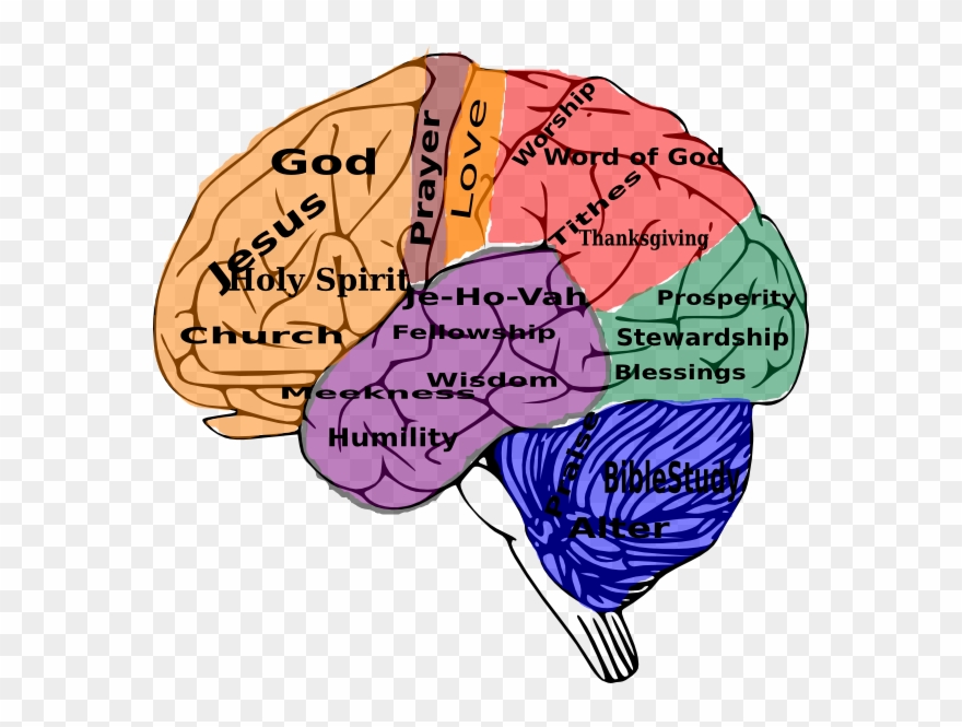 Brain Clip Art - Png Download