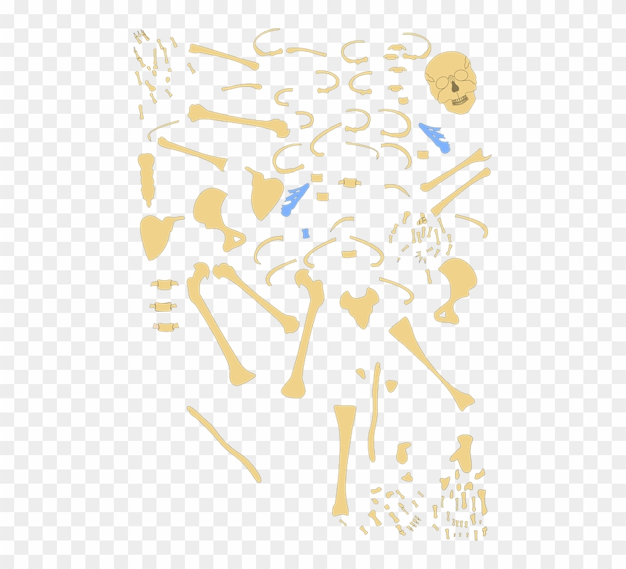 Hand Clipart Hand Anatomy Human Skeleton - Bone - Png Download