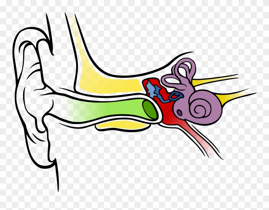 Images For Ear Anatomy Diagram Blank - Anatomy Of The Human Ear Clipart
