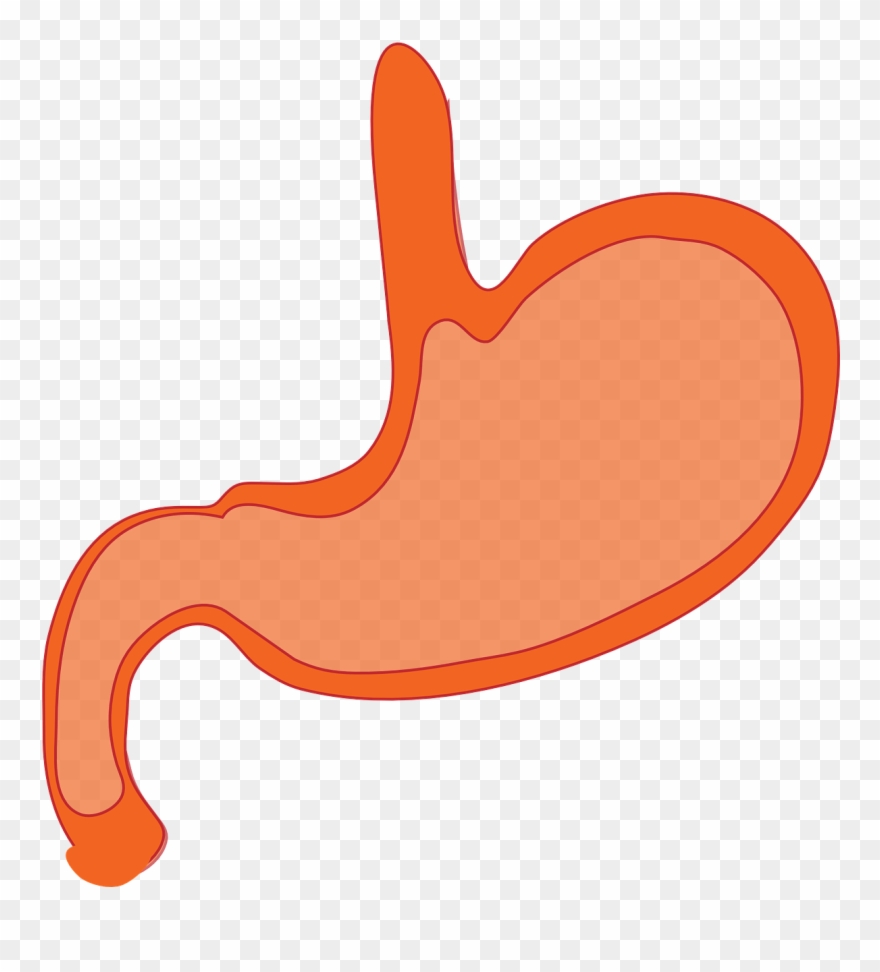 Stomach Anatomy Human Body - Cartoon Stomach Png Clipart