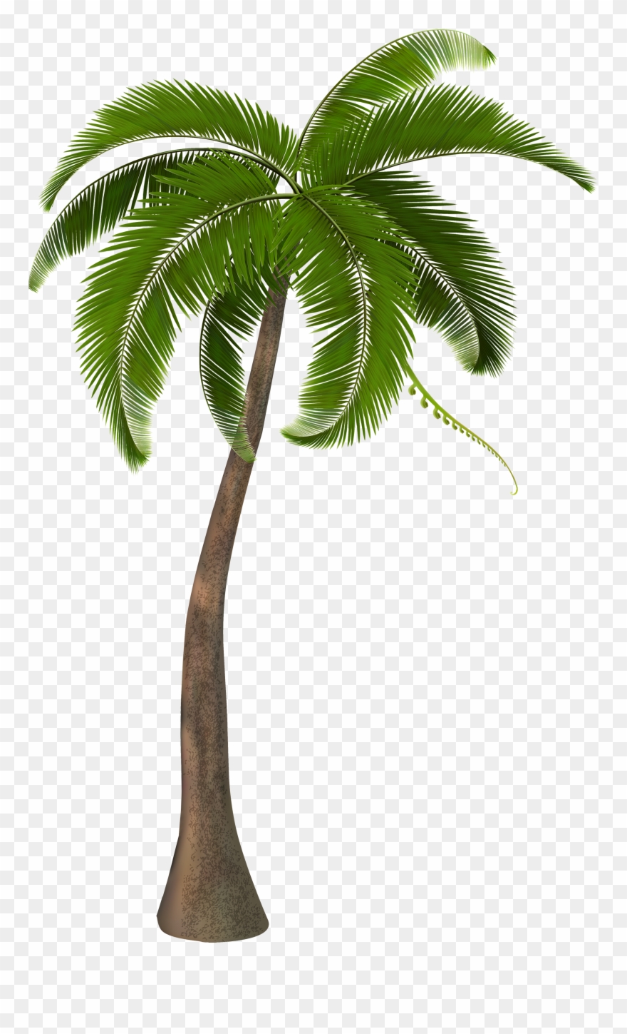 Palm Trees Clip Art Units 11 Clipart The Gospel Project - Palm Tree Png Hd Transparent Png