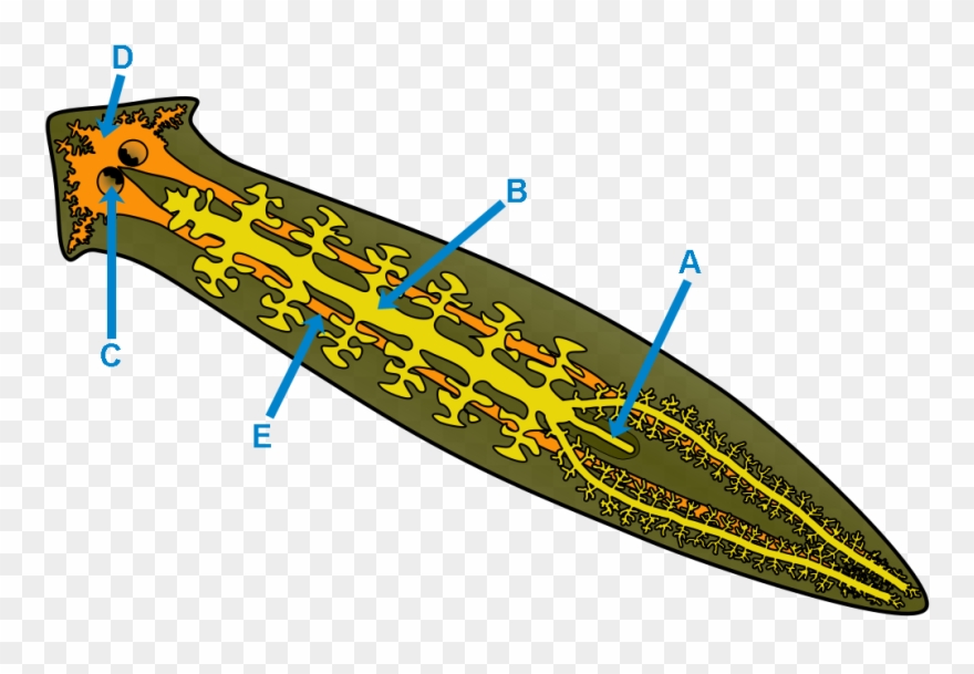 Animal Transport - Dugesia Dorotocephala Clipart