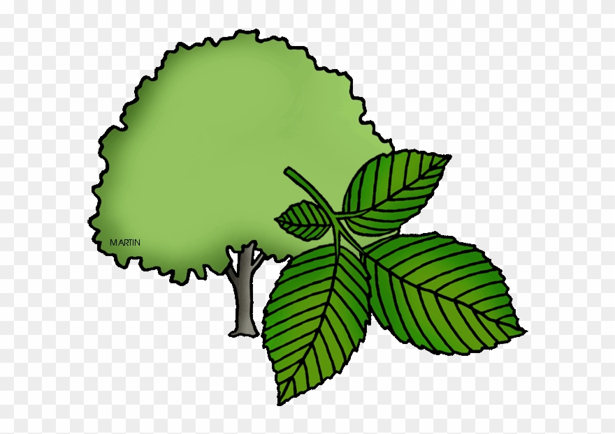 Massachusetts State Tree - Elm Clipart - Png Download