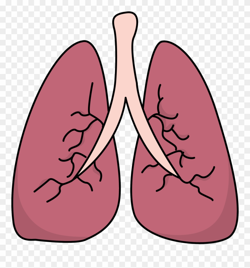 Lungs - Transparent Background Lungs Clipart - Png Download