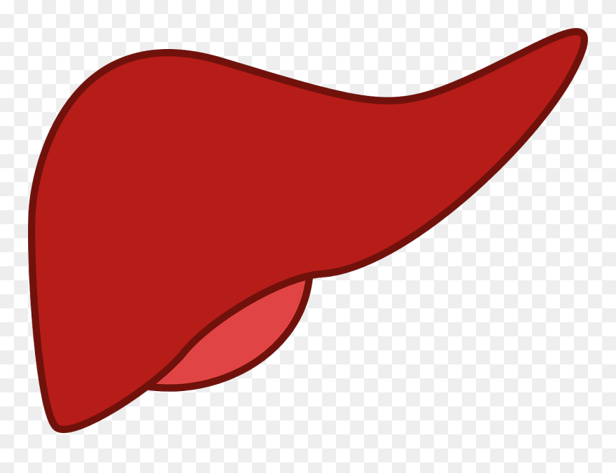 Liver Disease Tattoo Clip Art Diagram Drawing - Liver Cartoon No Background - Png Download