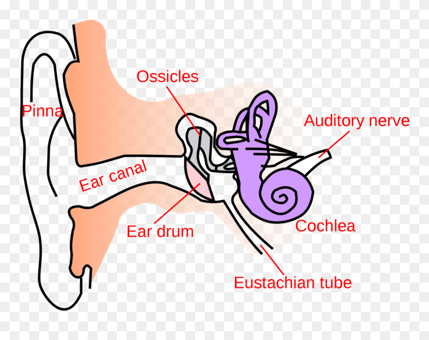Ear Anatomy Text Small En - Simple Anatomy Of Ear Clipart