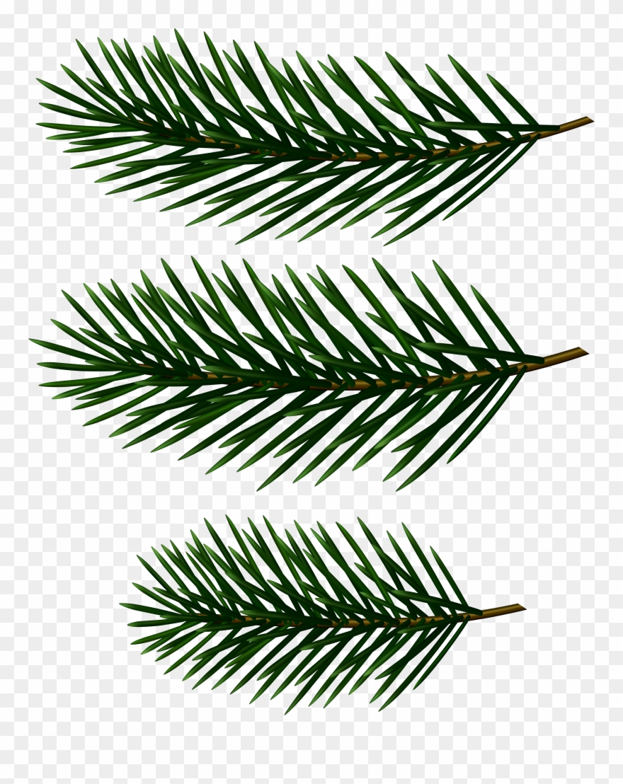 White Pine Clipart