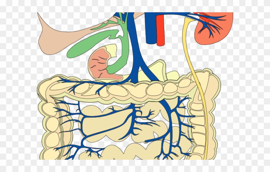 Anatomy Clipart Bilogy - 對症飲食 - 專科(新增訂本) - Png Download