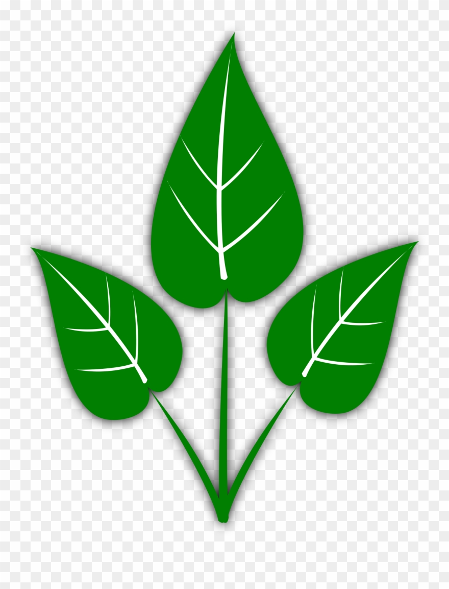 Leaf Clip Art 22 - Tea Tree Vector Png Transparent Png