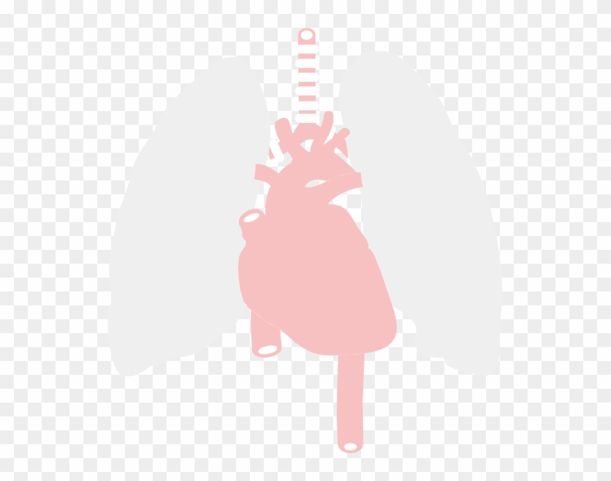 Anatomy Clip Art - Clip Art - Png Download