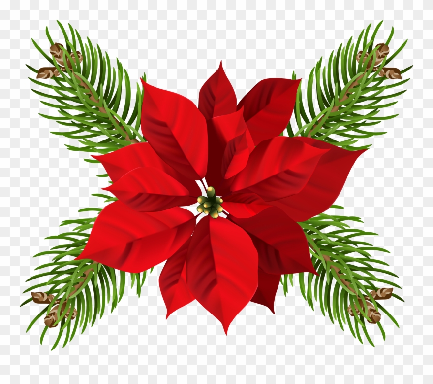Water Color Poinsettia Png File Clipart