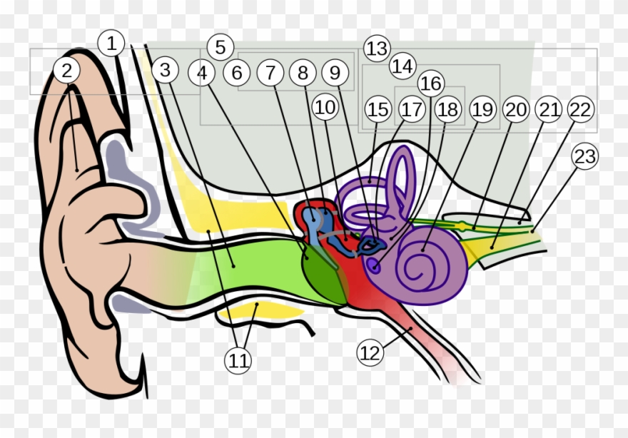 Anatomy Of The Human Ear 1 Intl - Cat Ear Anatomy Clipart