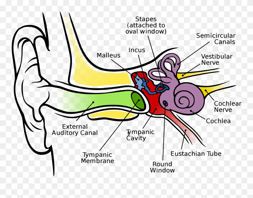 Ear Diagram Clip Art - Anatomy Of The Human Ear - Png Download