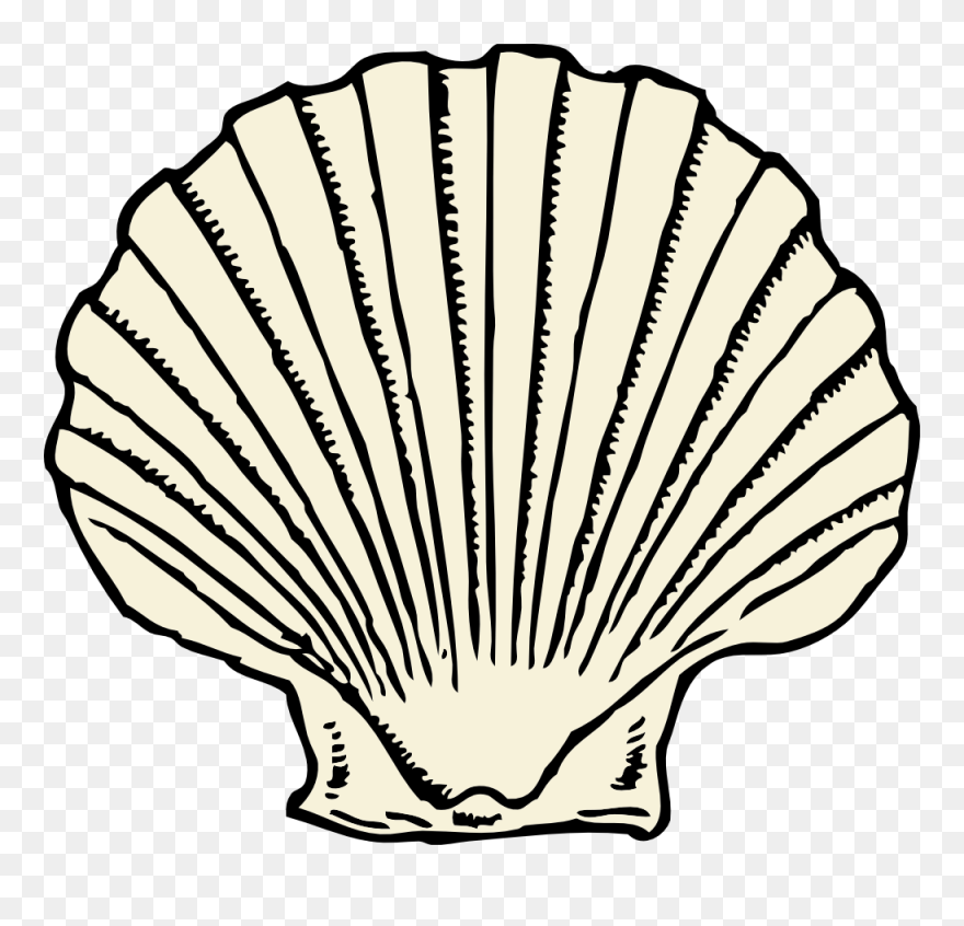 Graphic Black And White Stock Scallop Shell Outline - Sea Shell Clip Art - Png Download