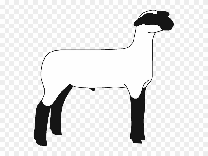 If You Found This Page By Searching For Show Lamb Clip - Market Lamb Clip Art - Png Download