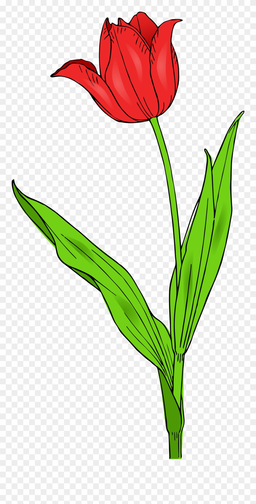 Clipart Flowers - Save - Btsa - Co - Tulip Clip Art - Png Download