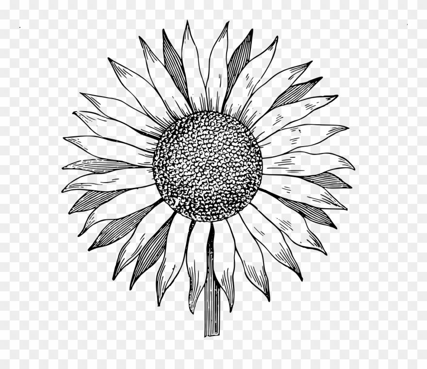 Download Free Clip Art Sunflower Image - Sunflower Line Drawing Png Transparent Png