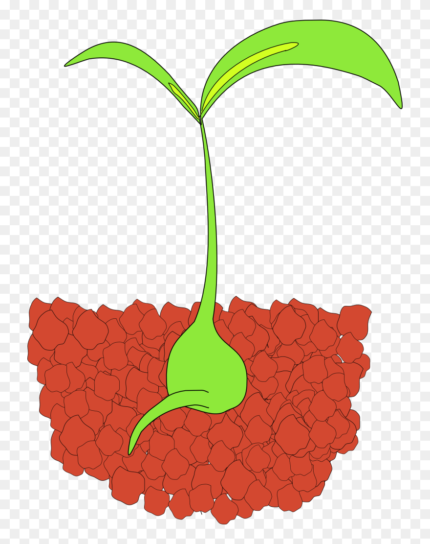 April Showers Bring May Flowers Clip Art - Seedling Clip Art - Png Download