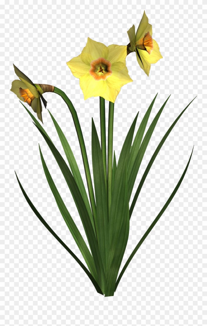 Daffodil Clipart Free - Clip Art - Png Download