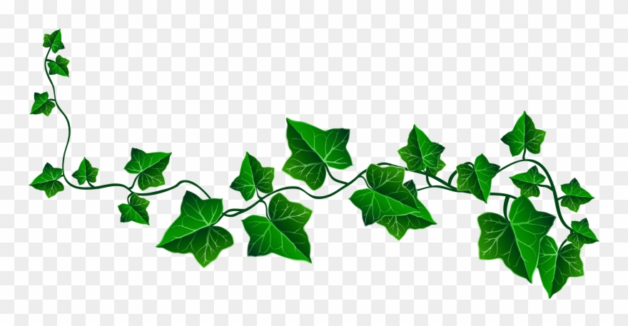 Vine Ivy Decoration Png Clipart Picture - Transparent Background Plant Clipart