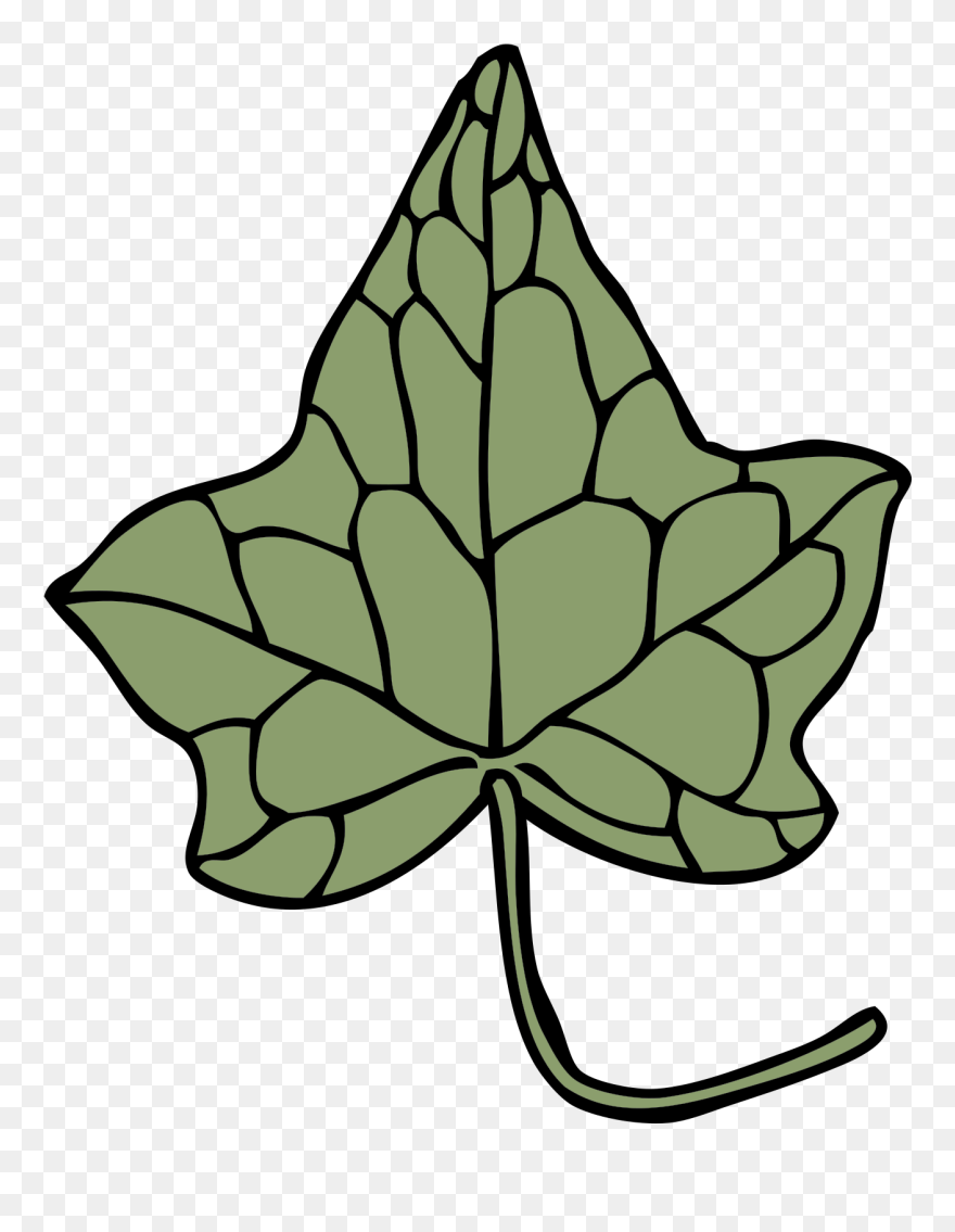 Ivy Drawing Leaf Vine Araliaceae - Ivy Leaf Clip Art - Png Download