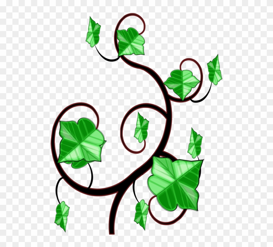 Common Ivy Computer Icons Vine Drawing - Ivy Clipart - Png Download
