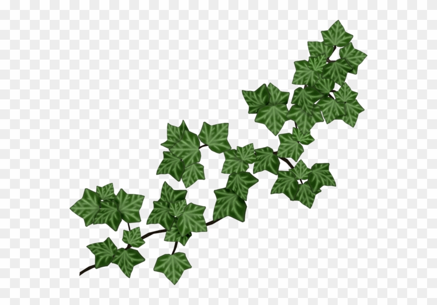 Joli Tube Yandex Disk, Clip Art, Leaves, Ivy, Tube, - Vines And Leaves - Png Download